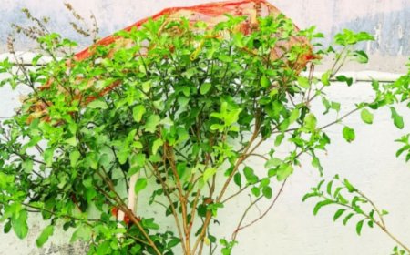 गुरुवार को तुलसी पूजा का खास महत्व, दूध, हल्दी और लाल चुनरी से दूर होती है आर्थिक तंगी