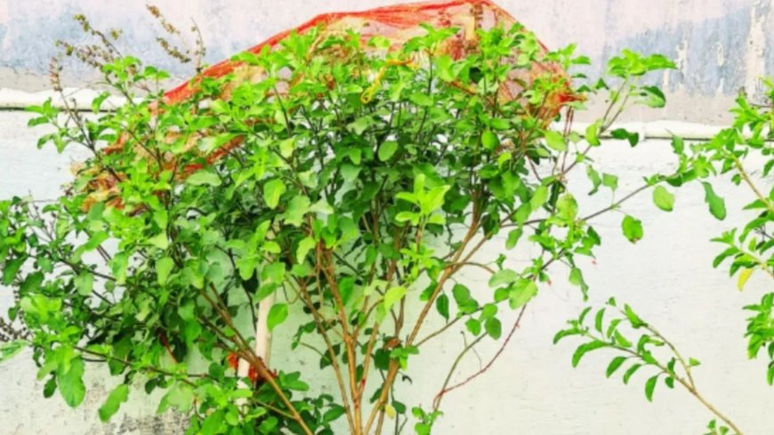 गुरुवार को तुलसी पूजा का खास महत्व, दूध, हल्दी और लाल चुनरी से दूर होती है आर्थिक तंगी