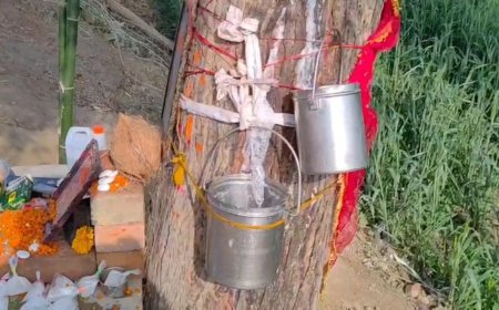 नीम के पेड़ से निकल रहा सफेद पदार्थ… इटावा में 15 दिनों से जुट रही भीड़, लोग मान रहे देवी की कृपा