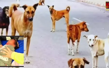 गाजियाबाद में आवारा कुत्तों का कहर, पांच साल के मासूम पर हमला, चेहरे और आंख के पास गंभीर चोट