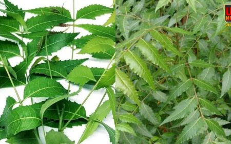 कड़वा है पर कमाल का: रोजाना नीम के पत्ते खाने से मिलते हैं जबरदस्त फायदे, जानिए सही मात्रा