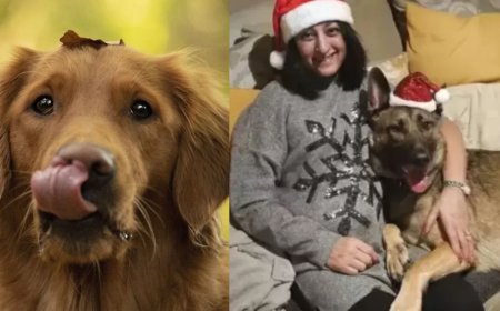 कुत्ते के चाटने से हुआ सेप्सिस, महिला के दोनों हाथ-पैर काटने पड़े, जानिए कितना खतरनाक है यह संक्रमण