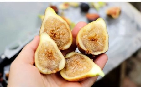 अंजीर खाने का सही तरीका क्या है? जानिए भिगोकर खाना क्यों है ज्यादा फायदेमंद