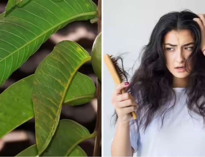 बालों के झड़ने और ग्रोथ की समस्या में कारगर बताया जा रहा अमरूद की पत्तियों का घरेलू नुस्खा
