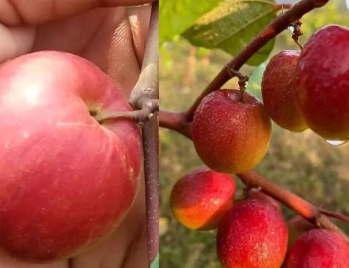 बेर का सीजन शुरू: कश्मीरी एप्पल बेर से लेकर देसी गोल बेर तक, जानें किसमें क्या खास