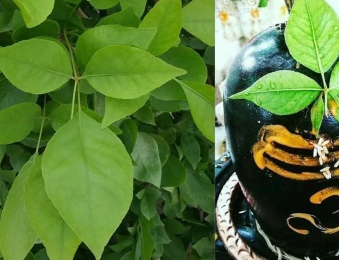 महाशिवरात्रि से पहले जान लें बेलपत्र तोड़ने के नियम, इन तिथियों पर है मनाही