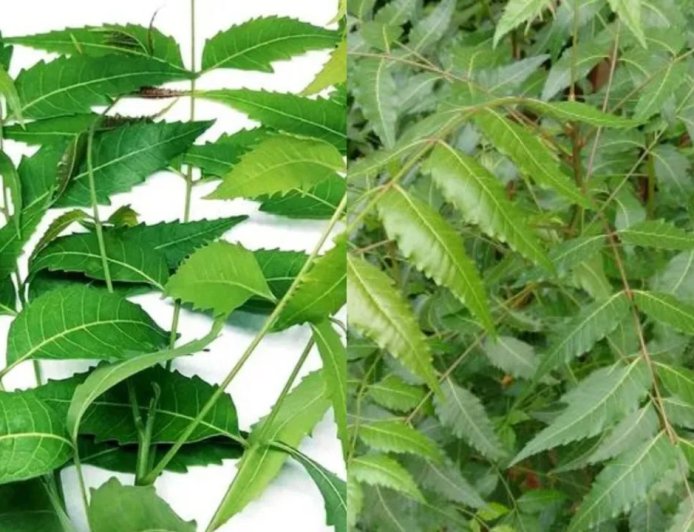 कड़वा है पर कमाल का: रोजाना नीम के पत्ते खाने से मिलते हैं जबरदस्त फायदे, जानिए सही मात्रा