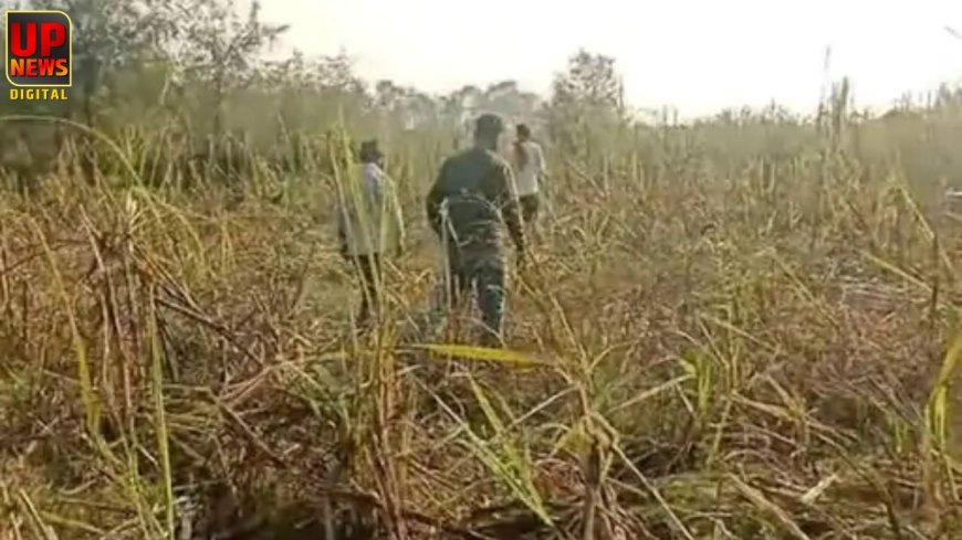 चौखड़ा फार्म में हाथियों का कहर, 10 एकड़ गन्ने की फसल तबाह, किसान दहशत में