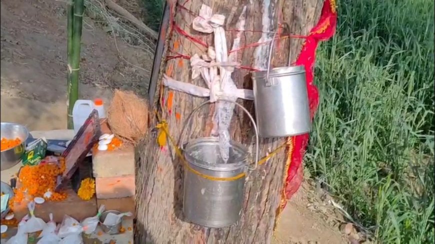 नीम के पेड़ से निकल रहा सफेद पदार्थ… इटावा में 15 दिनों से जुट रही भीड़, लोग मान रहे देवी की कृपा