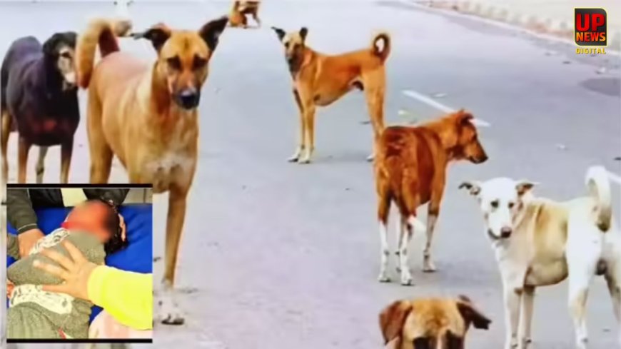 गाजियाबाद में आवारा कुत्तों का कहर, पांच साल के मासूम पर हमला, चेहरे और आंख के पास गंभीर चोट