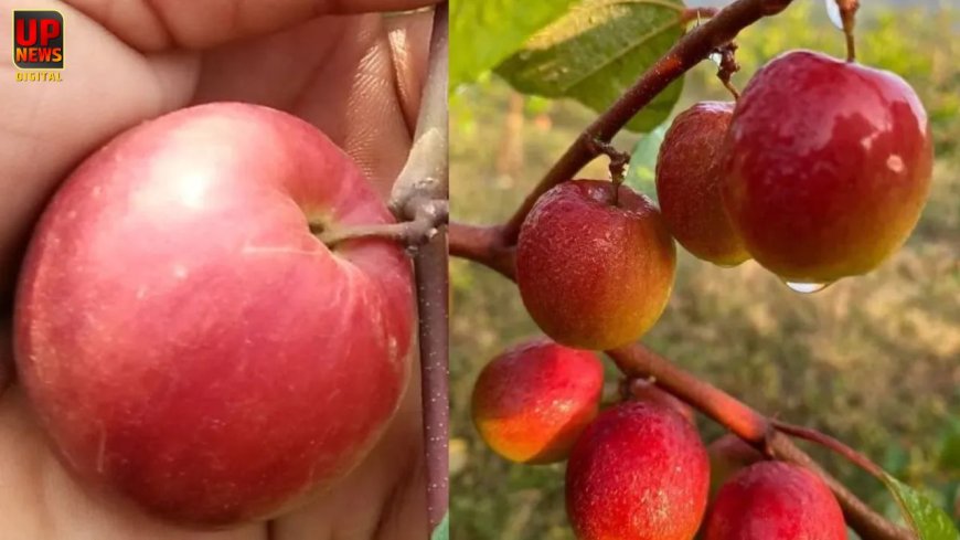 बेर का सीजन शुरू: कश्मीरी एप्पल बेर से लेकर देसी गोल बेर तक, जानें किसमें क्या खास