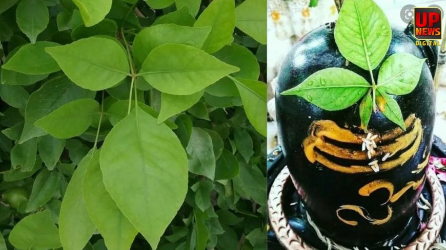 महाशिवरात्रि से पहले जान लें बेलपत्र तोड़ने के नियम, इन तिथियों पर है मनाही