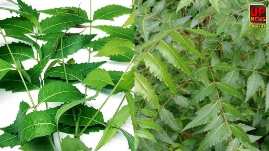 कड़वा है पर कमाल का: रोजाना नीम के पत्ते खाने से मिलते हैं जबरदस्त फायदे, जानिए सही मात्रा