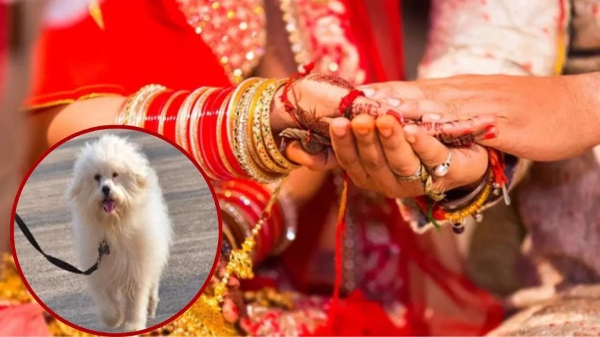 कुत्ते को मारा तो दुल्हन ने तोड़ी शादी… फतेहपुर में बारात बनी रणभूमि, चलीं लाठी-डंडे और  कुर्सियां