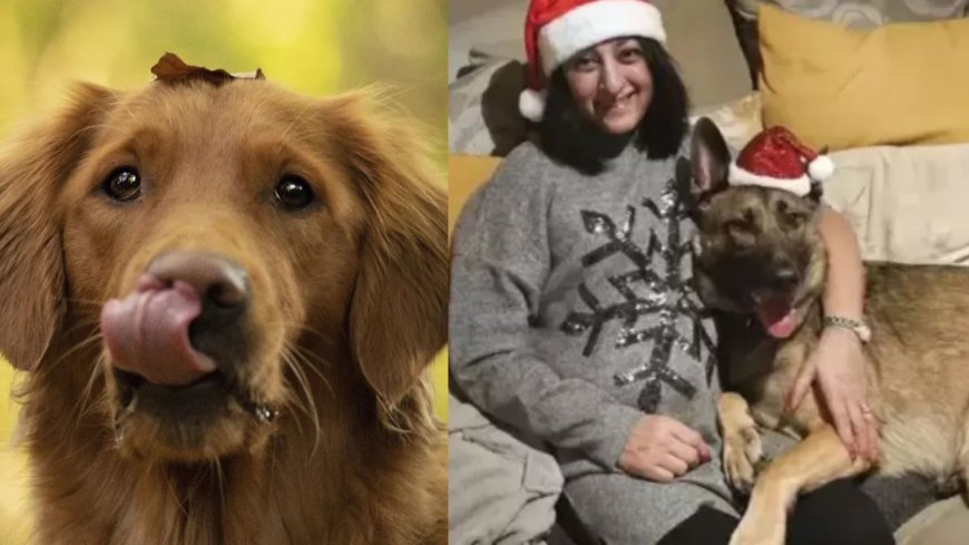 कुत्ते के चाटने से हुआ सेप्सिस, महिला के दोनों हाथ-पैर काटने पड़े, जानिए कितना खतरनाक है यह संक्रमण