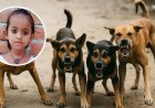 लखनऊ में दिल दहला देने वाली घटना… कुत्तों ने मासूम के चेहरे-हाथ-पैर नोचे, 500 मीटर दूर खेत में मिला शव