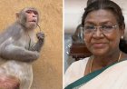 राष्ट्रपति मुर्मू के दौरे से पहले अलर्ट वृंदावन, बंदरों से बचाने को गुलेल-लेजर गन के साथ तैनात 30 अधिकारी...