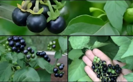 खेतों में उगने वाला मकोय है कई बीमारियों की दवा, लिवर और किडनी के लिए माना जाता है बेहद फायदेमंद