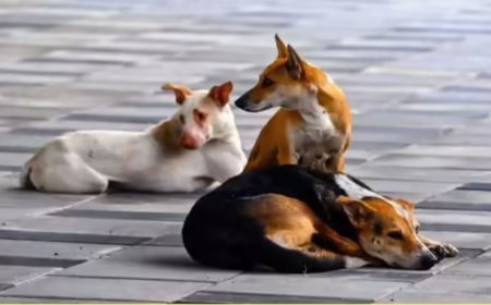 बलिया में आवारा कुत्तों का हमला, तीन बच्चे घायल; 4 साल के लड्डू की हालत गंभीर