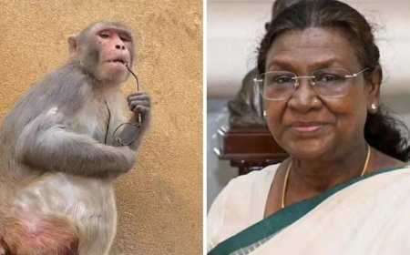 राष्ट्रपति मुर्मू के दौरे से पहले अलर्ट वृंदावन, बंदरों से बचाने को गुलेल-लेजर गन के साथ तैनात 30 अधिकारी...
