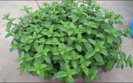 घर में आसानी से उगाएं पुदीना, बिना बीज के भी मिलेगा ताजा स्वाद और सेहत का फायदा