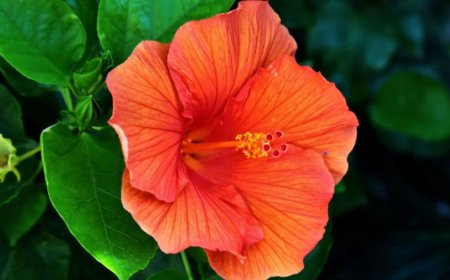 गुड़हल के फूल से पाएं चमकती त्वचा, घर पर ऐसे बनाएं आसान फेस पैक