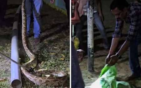 औरैया के स्कूल में निकला 11 फुट लंबा अजगर, वन विभाग ने रेस्क्यू कर जंगल में छोड़ा