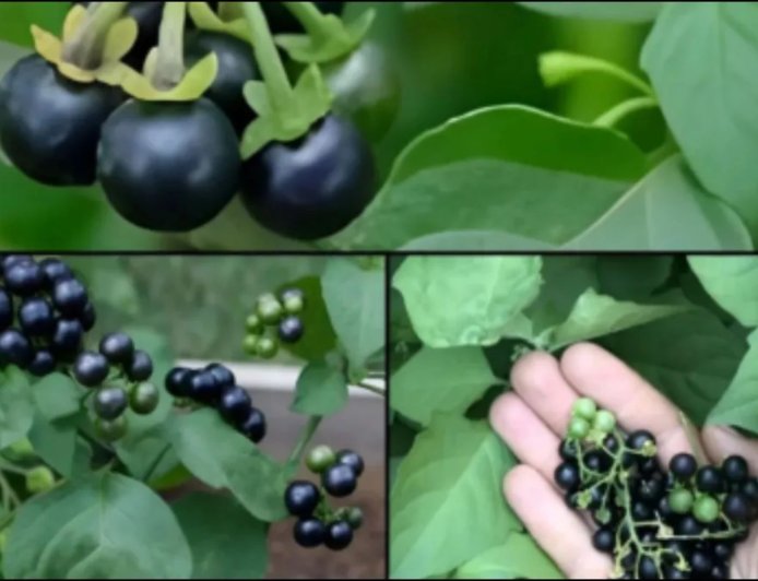 खेतों में उगने वाला मकोय है कई बीमारियों की दवा, लिवर और किडनी के लिए माना जाता है बेहद फायदेमंद