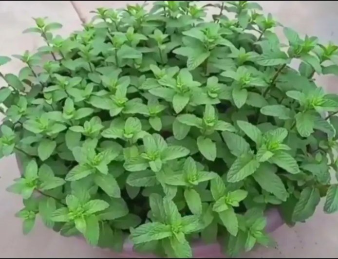 घर में आसानी से उगाएं पुदीना, बिना बीज के भी मिलेगा ताजा स्वाद और सेहत का फायदा