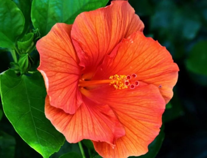 गुड़हल के फूल से पाएं चमकती त्वचा, घर पर ऐसे बनाएं आसान फेस पैक