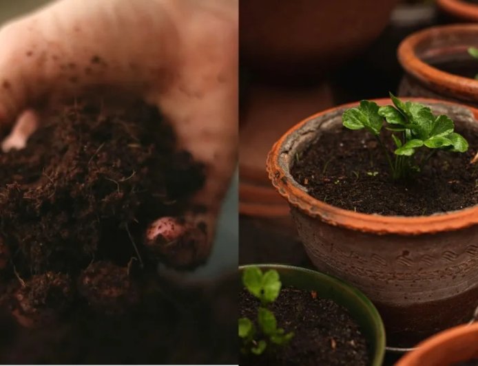 बालकनी के पौधे रहेंगे सालभर हरे-भरे, मिट्टी में मिलाएं ये खास चीजें और देखें शानदार ग्रोथ