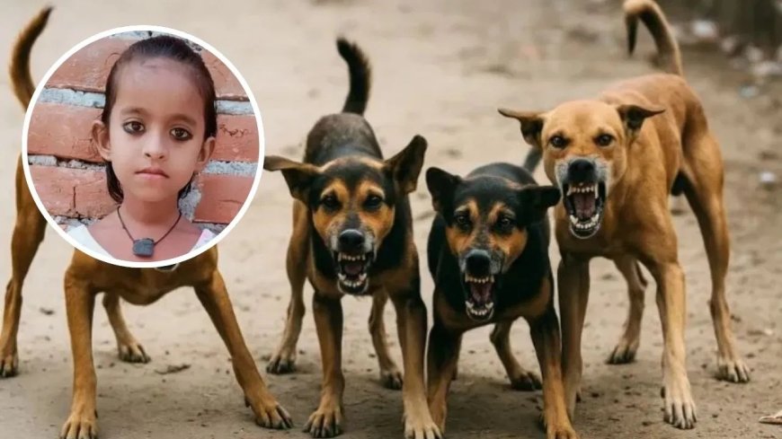 लखनऊ में दिल दहला देने वाली घटना… कुत्तों ने मासूम के चेहरे-हाथ-पैर नोचे, 500 मीटर दूर खेत में मिला शव