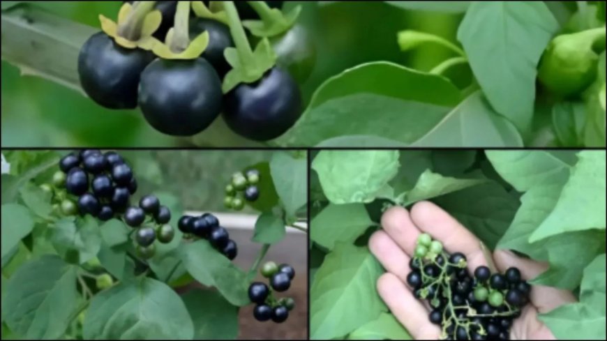 खेतों में उगने वाला मकोय है कई बीमारियों की दवा, लिवर और किडनी के लिए माना जाता है बेहद फायदेमंद