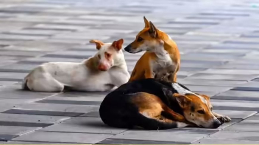 बलिया में आवारा कुत्तों का हमला, तीन बच्चे घायल; 4 साल के लड्डू की हालत गंभीर