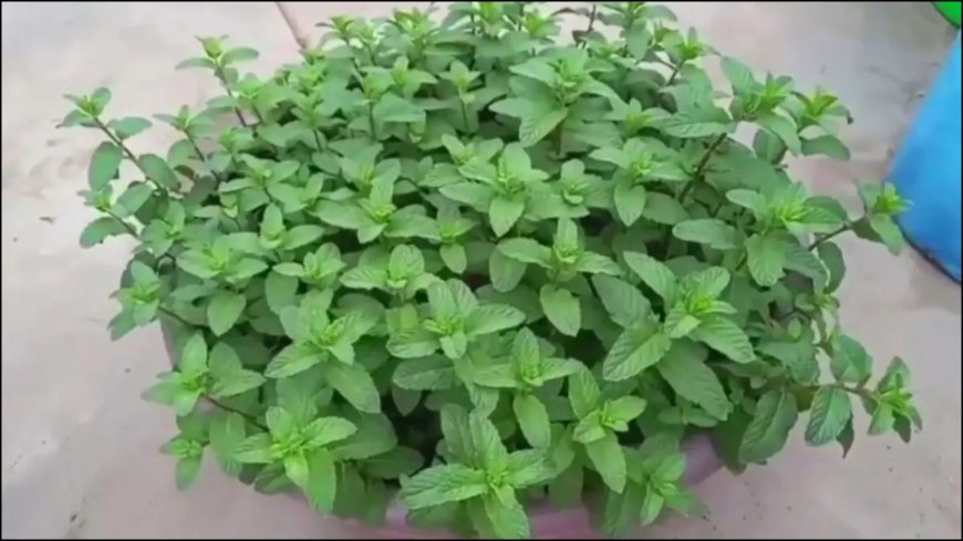घर में आसानी से उगाएं पुदीना, बिना बीज के भी मिलेगा ताजा स्वाद और सेहत का फायदा