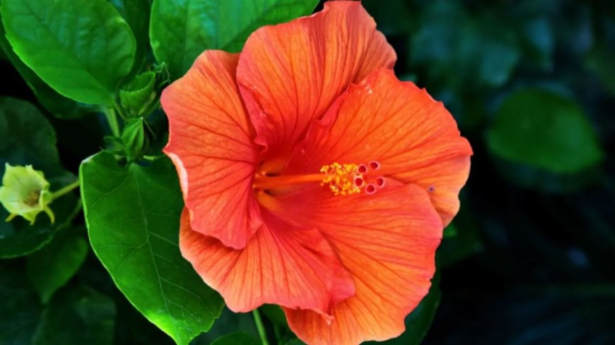 गुड़हल के फूल से पाएं चमकती त्वचा, घर पर ऐसे बनाएं आसान फेस पैक