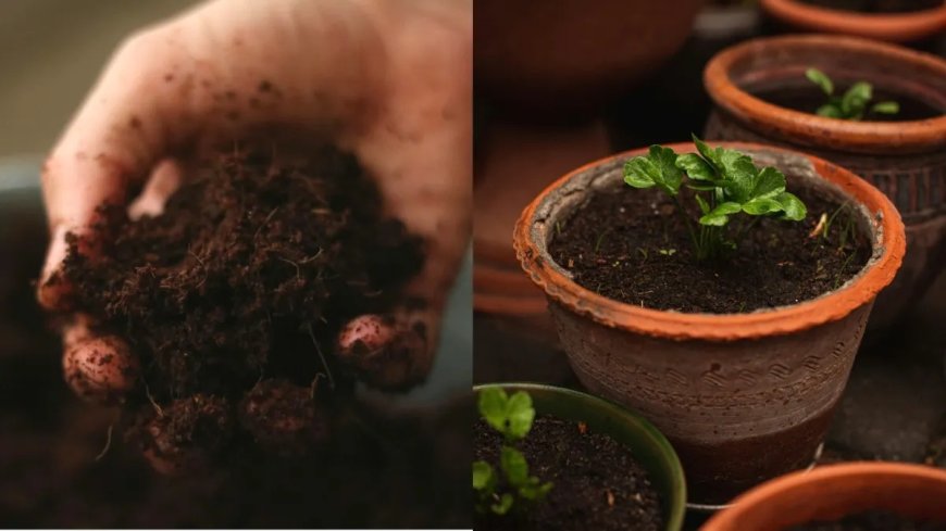 बालकनी के पौधे रहेंगे सालभर हरे-भरे, मिट्टी में मिलाएं ये खास चीजें और देखें शानदार ग्रोथ