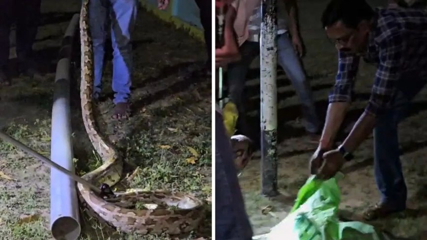 औरैया के स्कूल में निकला 11 फुट लंबा अजगर, वन विभाग ने रेस्क्यू कर जंगल में छोड़ा