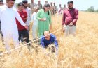 प्रतापगढ़ में डीएम ने खुद खेत में की गेहूं की कटाई, उत्पादकता जांच का अनोखा तरीका