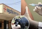 गोरखपुर में भैंस का दूध बना जहर... एक साथ 30 लोगों को लगा एंटी-रैबीज का इंजेक्शन, गांव में फैला सन्नाटा
