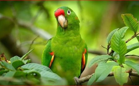 6 महीने बाद लौटा तोता… मालिक की पियानो धुन सुनते ही उड़कर आया किट्टू, दिल छू लेने वाली कहानी