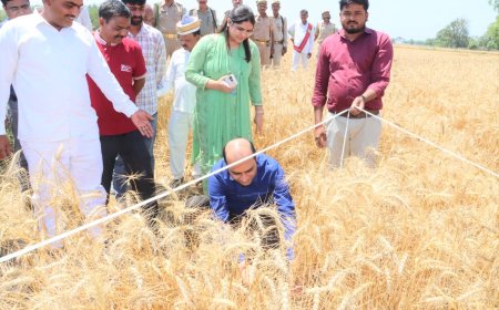 प्रतापगढ़ में डीएम ने खुद खेत में की गेहूं की कटाई, उत्पादकता जांच का अनोखा तरीका
