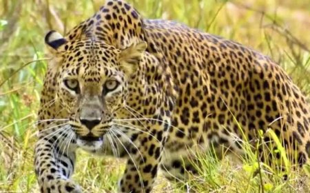 जब बच्चे की जान पर बनी बात, तो तेंदुए से भिड़ गए मां-बाप, दिल दहला देगी ये घटना