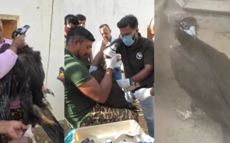 भोपाल से उड़ान भरकर पाकिस्तान पहुंचा गिद्ध… 6 दिनों में 1200 KM की चौंकाने वाली यात्रा ने सबको किया हैरान