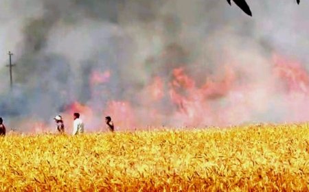 अयोध्या के बीकापुर में भीषण आग, 300 बीघा गेहूं की फसल जलकर राख