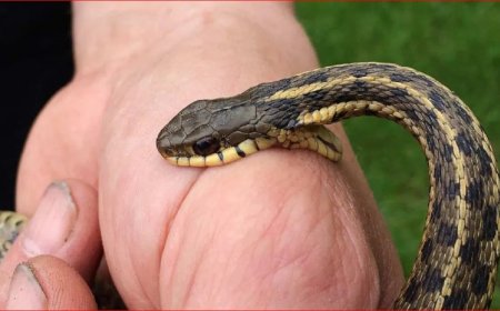 सहारनपुर में छात्रा को फिर सांप ने डसा, तीसरी बार की घटना से इलाके में दहशत