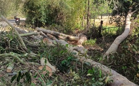 84 कोसी परिक्रमा मार्ग में बड़ा घोटाला? कागजों में पेड़, जमीन पर गायब, ठेकेदार ने उठाए सवाल