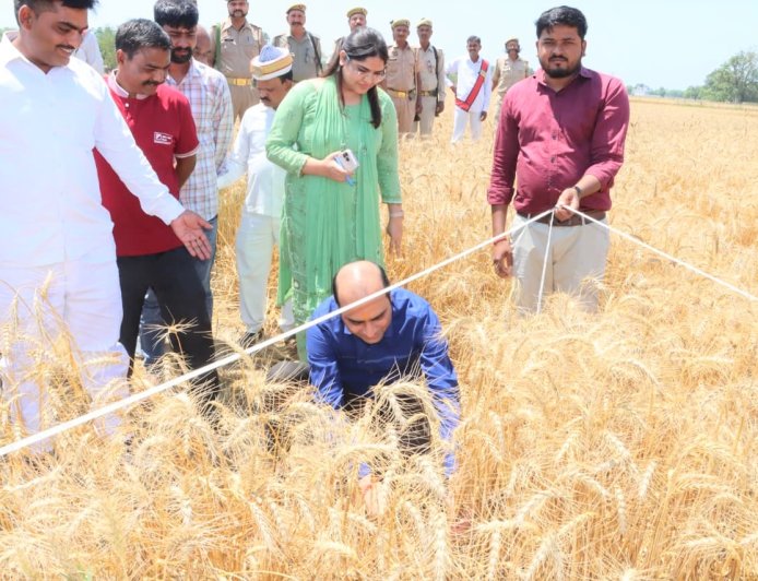 प्रतापगढ़ में डीएम ने खुद खेत में की गेहूं की कटाई, उत्पादकता जांच का अनोखा तरीका