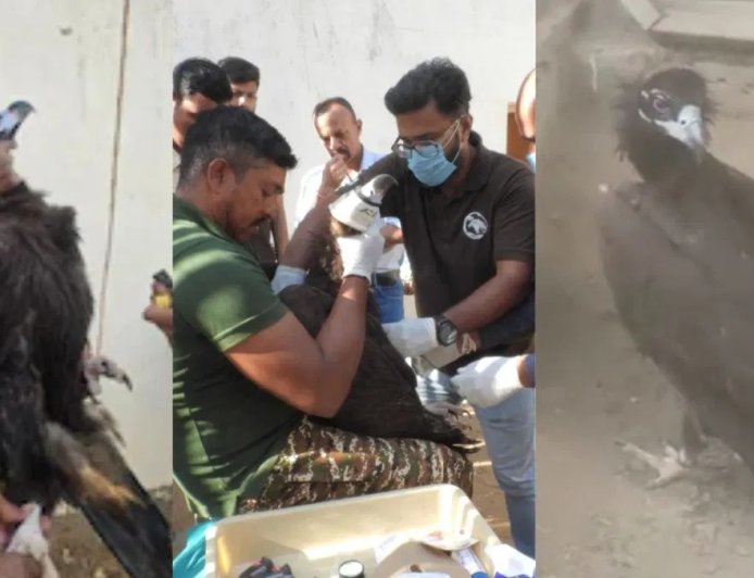 भोपाल से उड़ान भरकर पाकिस्तान पहुंचा गिद्ध… 6 दिनों में 1200 KM की चौंकाने वाली यात्रा ने सबको किया हैरान