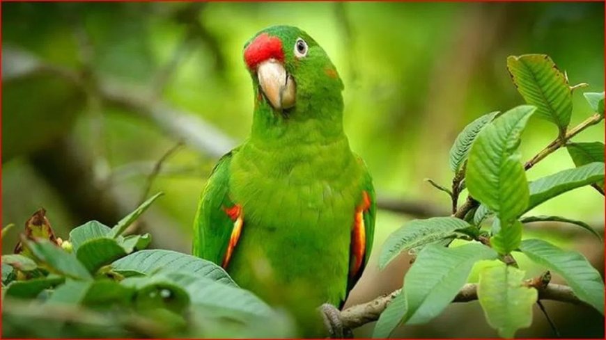 6 महीने बाद लौटा तोता… मालिक की पियानो धुन सुनते ही उड़कर आया किट्टू, दिल छू लेने वाली कहानी